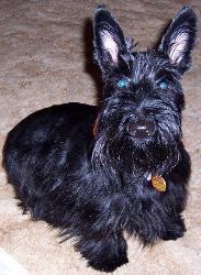 Max